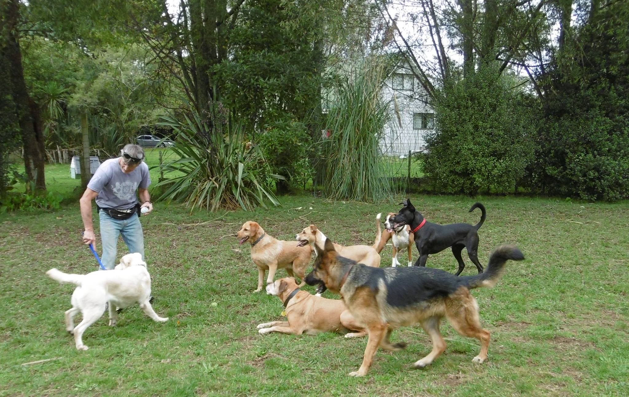 Kennel Waikato, NZ Brackendell Boarding Kennels & Cattery